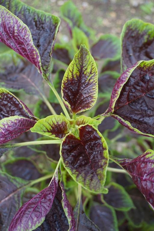 Amaranth, Chinese, 'Passion'