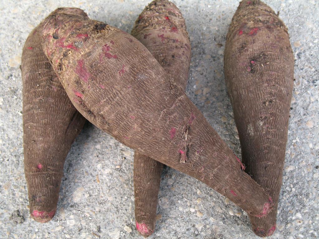Beetroot, 'Crapaudine'