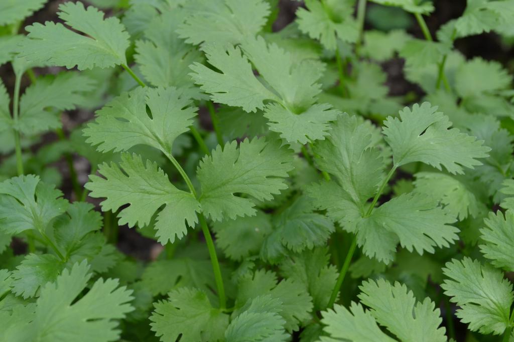 Coriander, 'Cruiser'