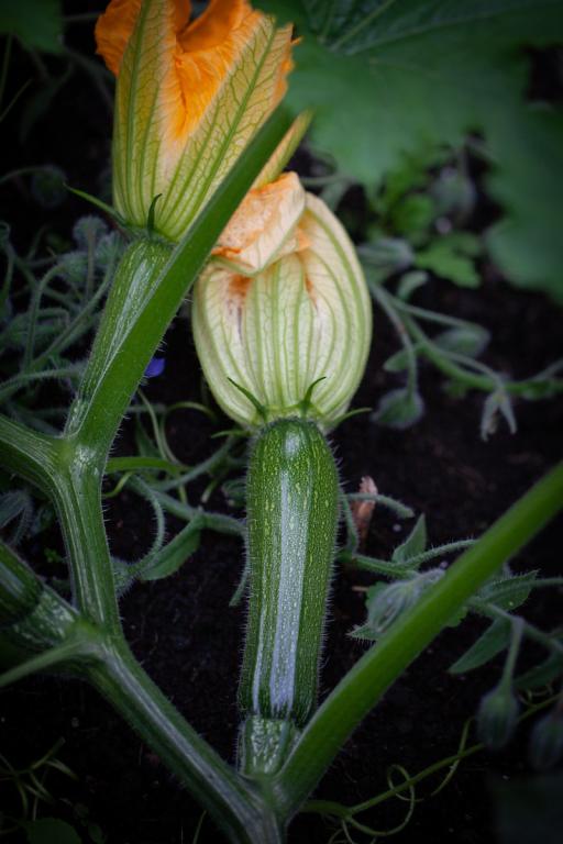 Courgette, 'Black Forest', F1 Hybrid