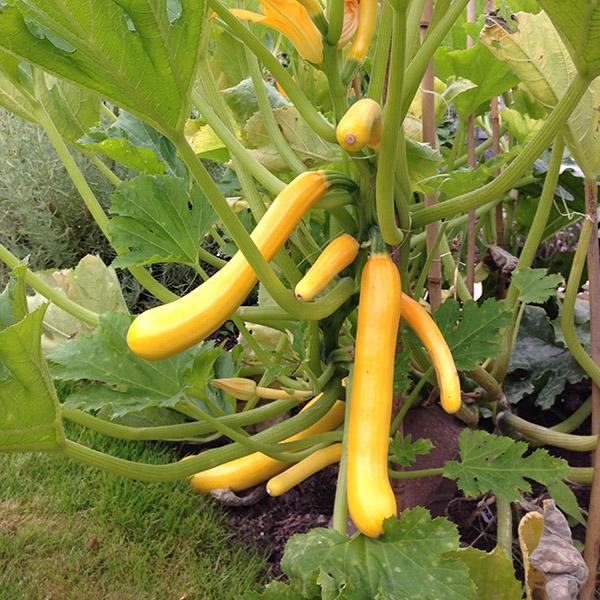 Courgette, 'Shooting Star', F1 Hybrid