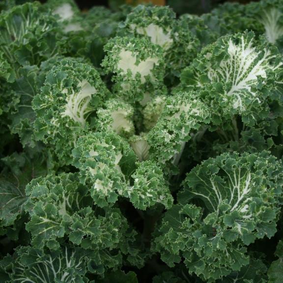 Kale, 'Emerald Ice'