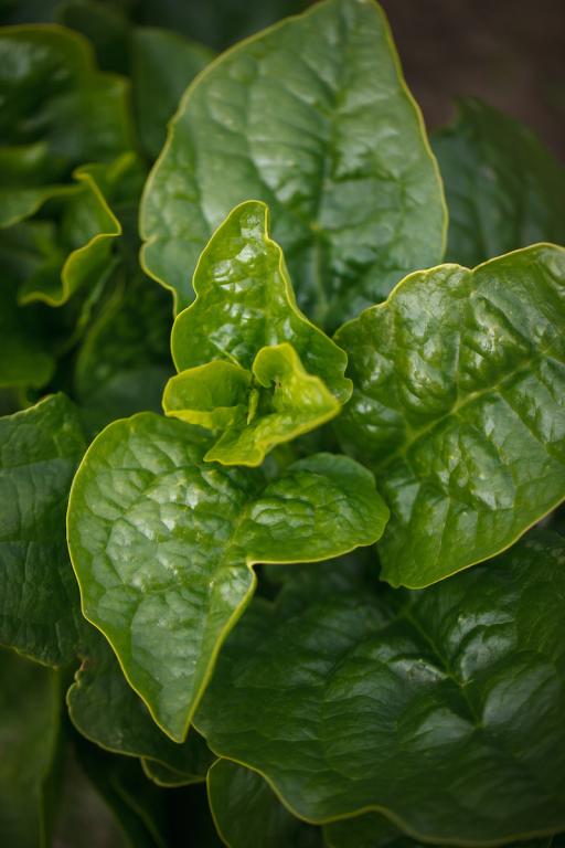 Malabar Spinach Green
