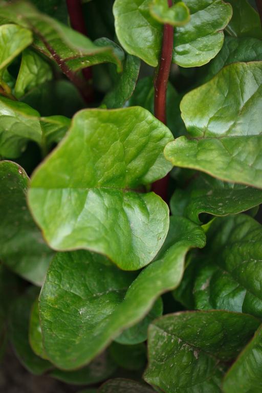 Malabar Spinach Red