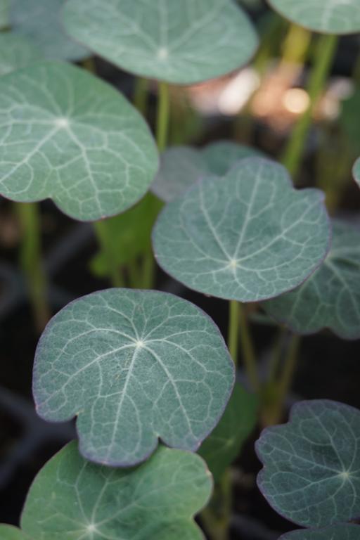 Nasturtium, 'Blue Pepe'