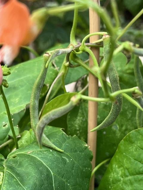 Bean, Runner, 'Jackpot'