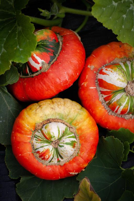 Squash, 'Turk's Turban'