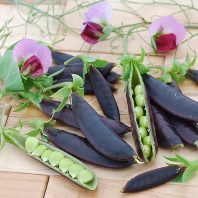 Pea, Petits Pois & Sugar Snap, 'Purple Magnolia'