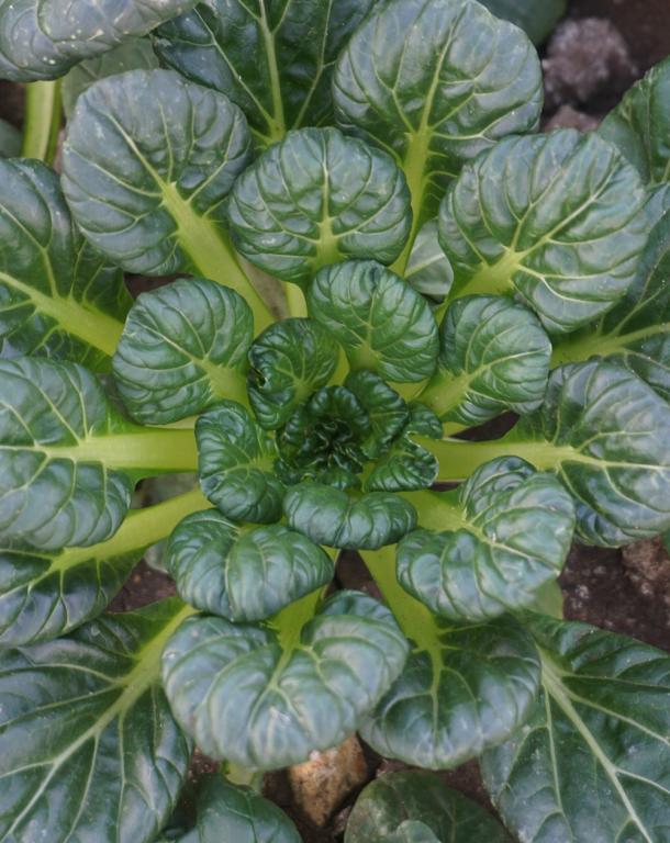 Tatsoi, 'Rozetto', F1 Hybrid
