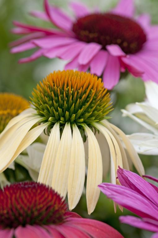 Echinacea purpurea, 'Paradiso Mix'
