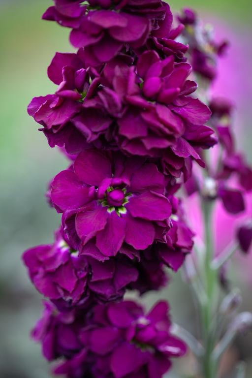 Matthiola incana, 'Anytime Deep Purple'