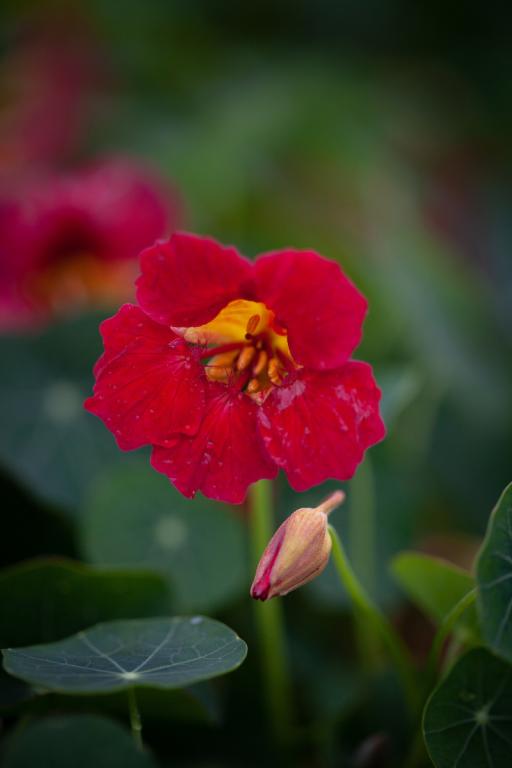 Tropaeolum minus, 'Baby Rose'
