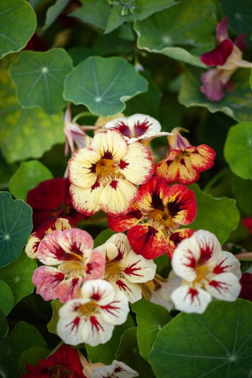 Tropaeolum minus, 'Bloody Mary'