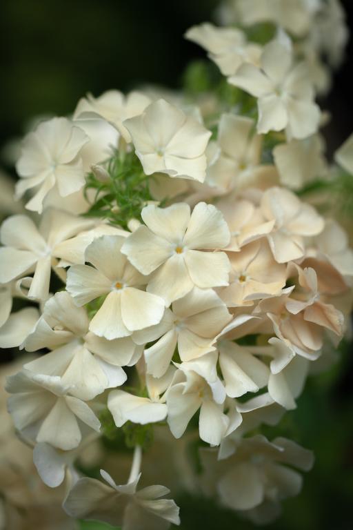 Phlox drummondii grandiflora, 'Isabellina'