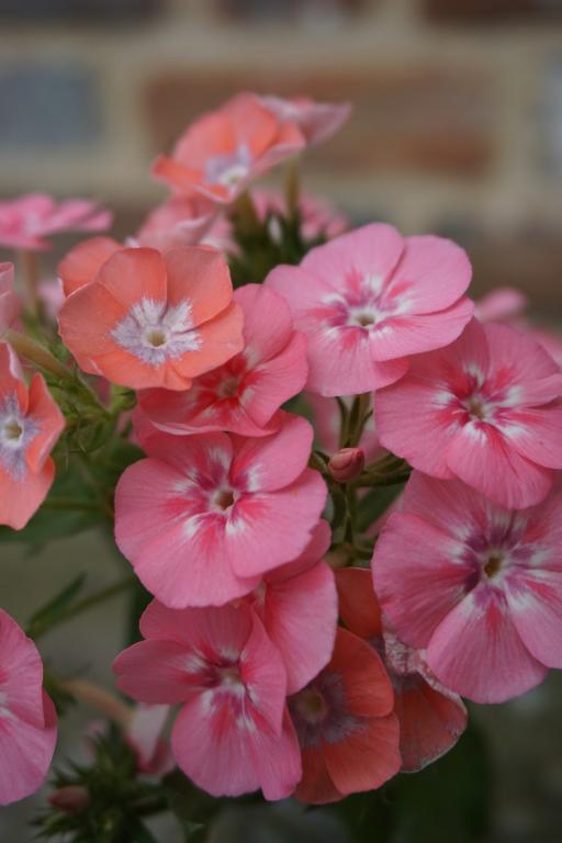 Phlox drummondii grandiflora, 'Leopoldii'