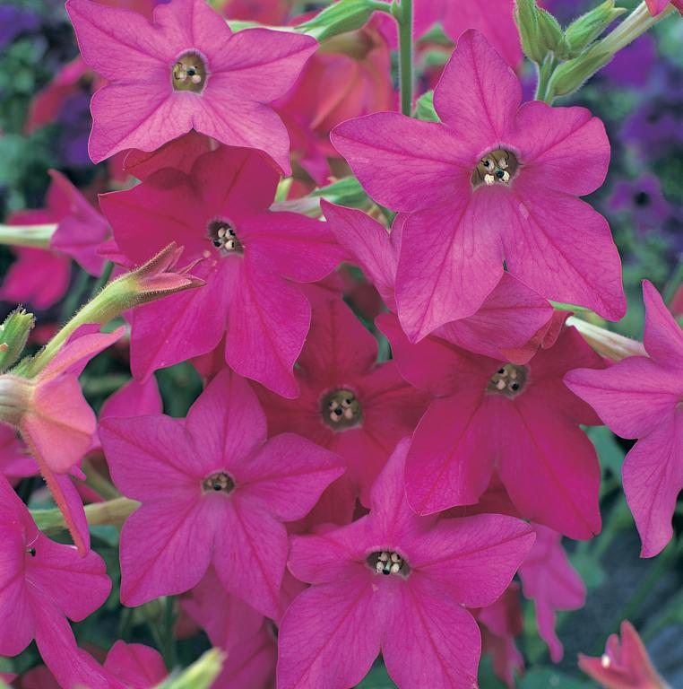 Nicotiana x sanderae, 'Perfume Bright Rose', F1 Hybrid