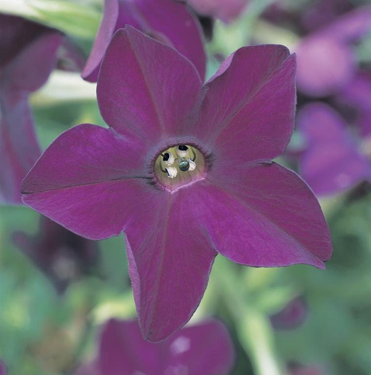Nicotiana x sanderae, 'Perfume Deep Purple', F1 Hybrid