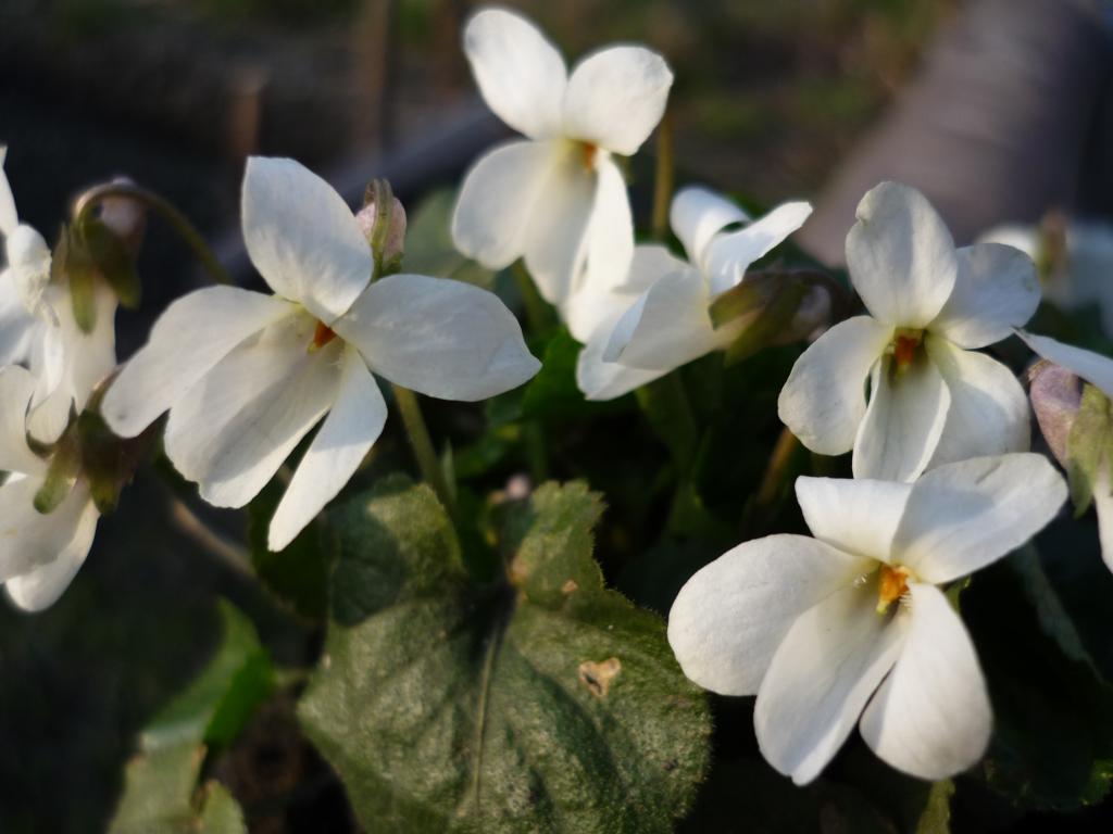 Viola alba