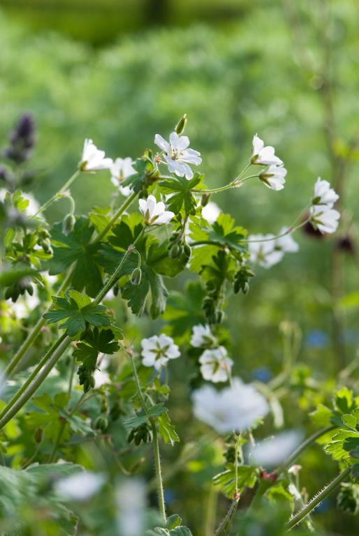 Geranium pyrenaicum, 'Summer Snow'