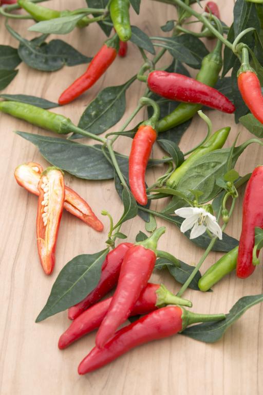 Capsicum, Chilli Pepper, 'Pikito'
