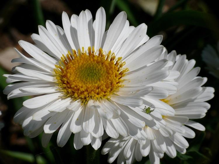 Aster alpinus albus, 'White Beauty'