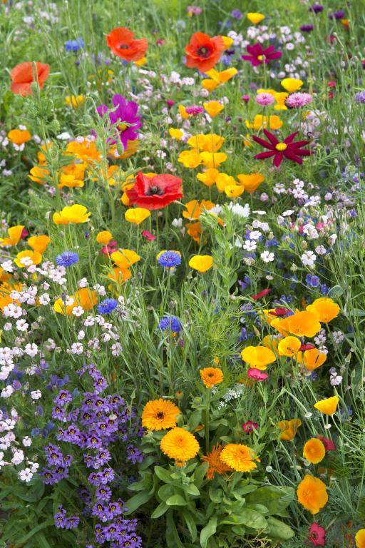 Extra Special Flower Mixture for Bees