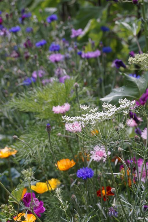 Chiltern Seeds Easy-Peasy Mix
