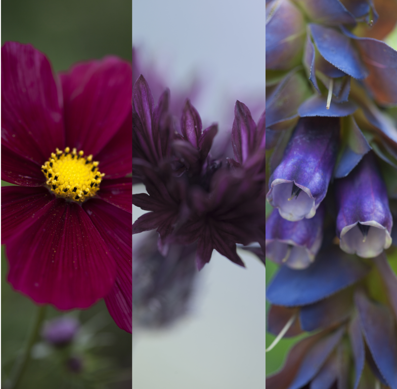 Chiltern Cutting Collections, 'Vintage Velvet'