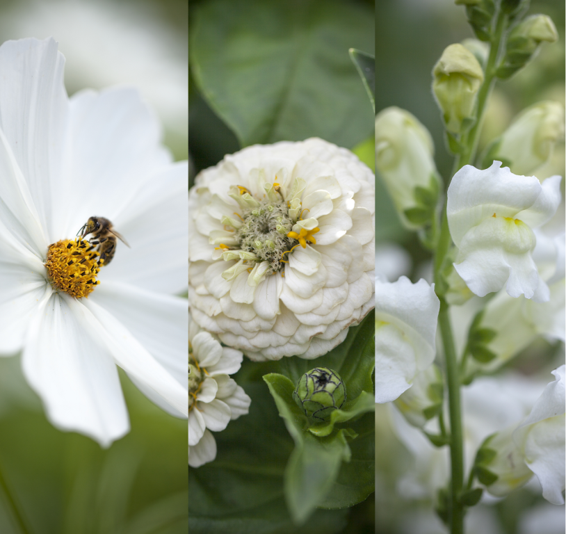 Chiltern Cutting Collections, 'White Wedding'