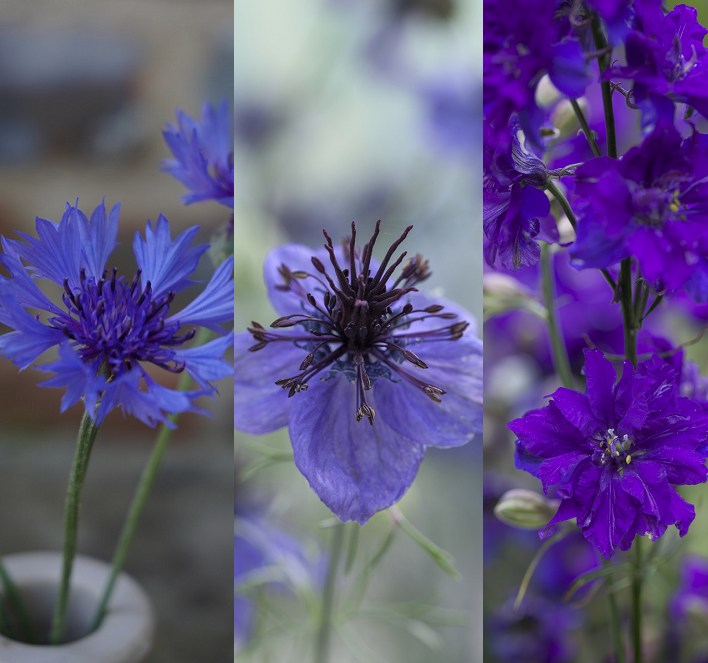 Chiltern Cutting Collections, 'Moody Blues'