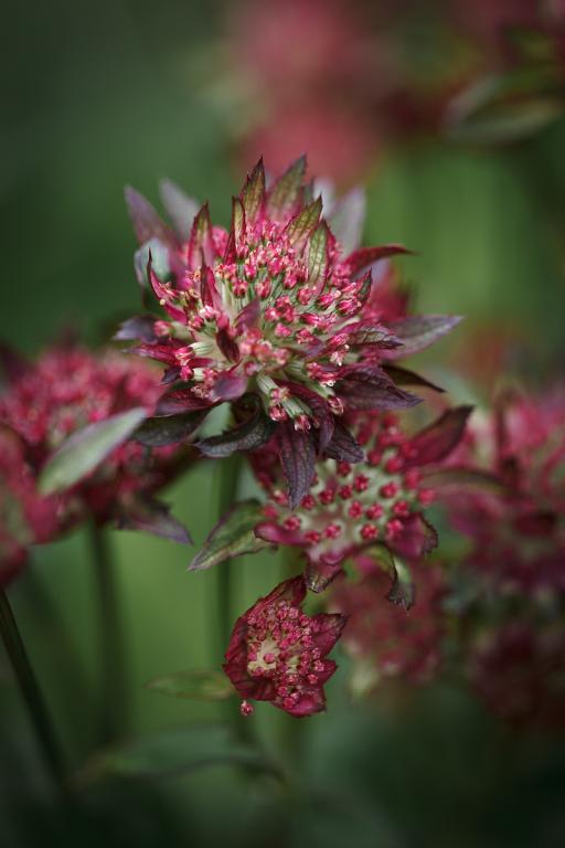 Astrantia major, 'Moulin Rouge'