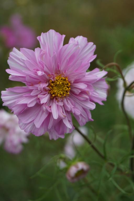 Cosmos bipinnatus, 'Double Click Bicolor Rose'