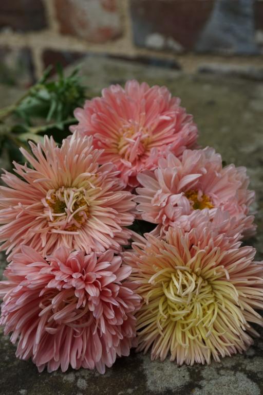 Callistephus chinensis, 'King Size Apricot'
