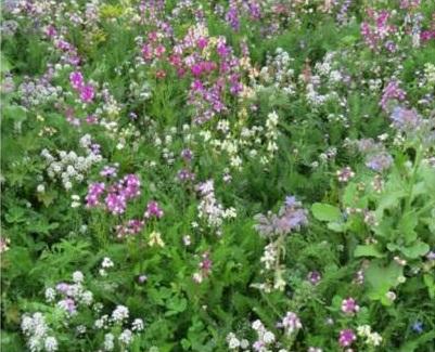 Chiltern Seeds Shady Spot Mix