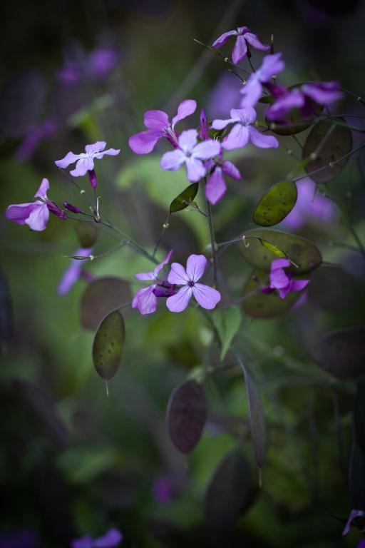 Lunaria annua, 'Corfu Blue'