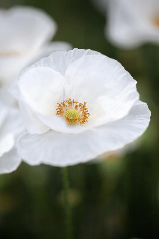 Papaver rhoeas, 'Bridal Silk'
