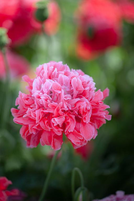Papaver somniferum var. paeoniflorum, 'Frosted Salmon'