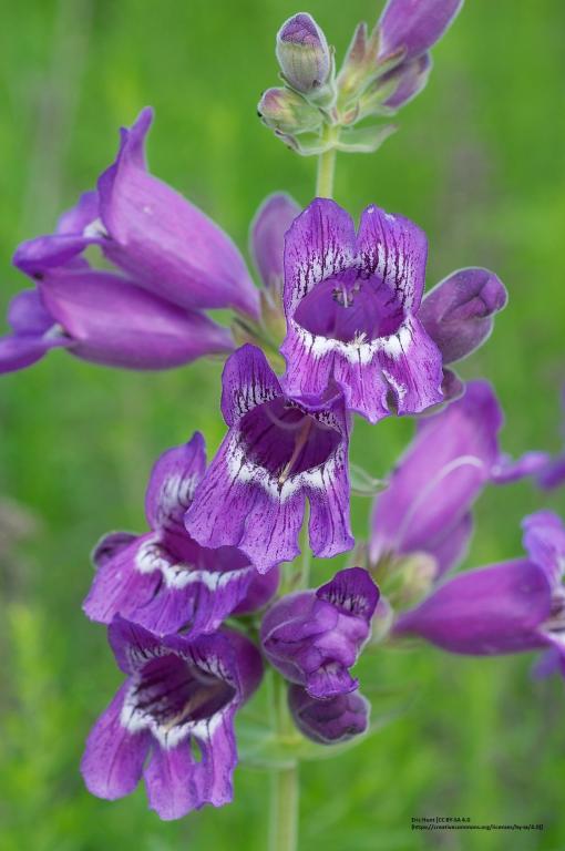 Penstemon cobaea
