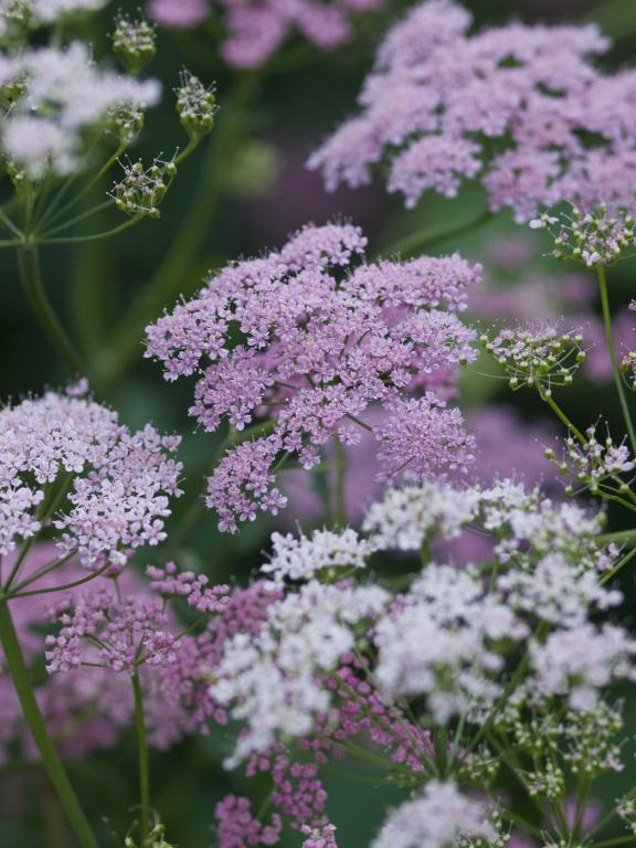 Pimpinella major, 'Rosea'