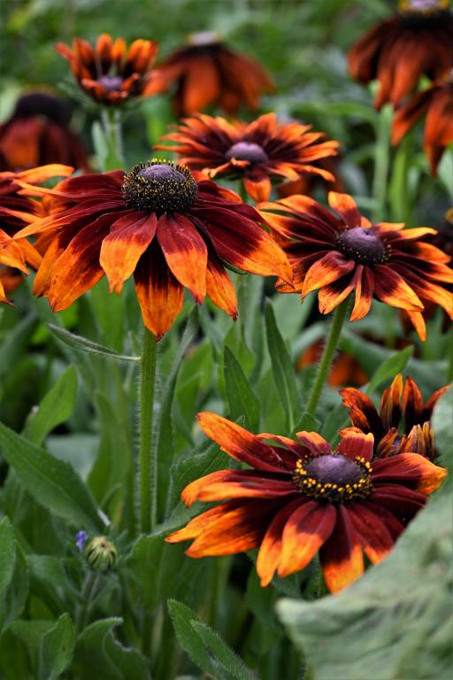 Rudbeckia hirta, 'Cappuccino'
