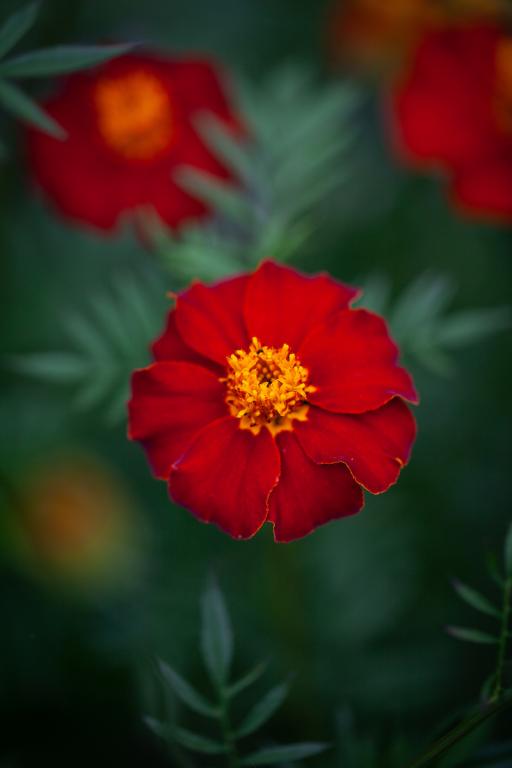 Tagetes patula, 'Cinnabar'