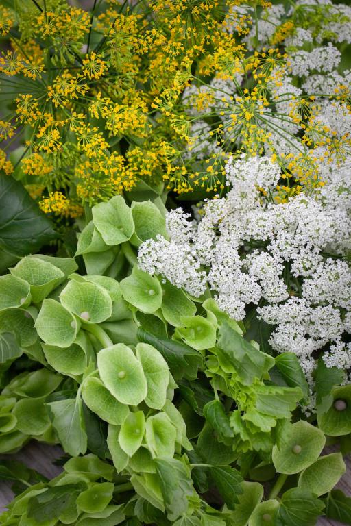 Chiltern Cutting Collections, 'Fancy Foliage'