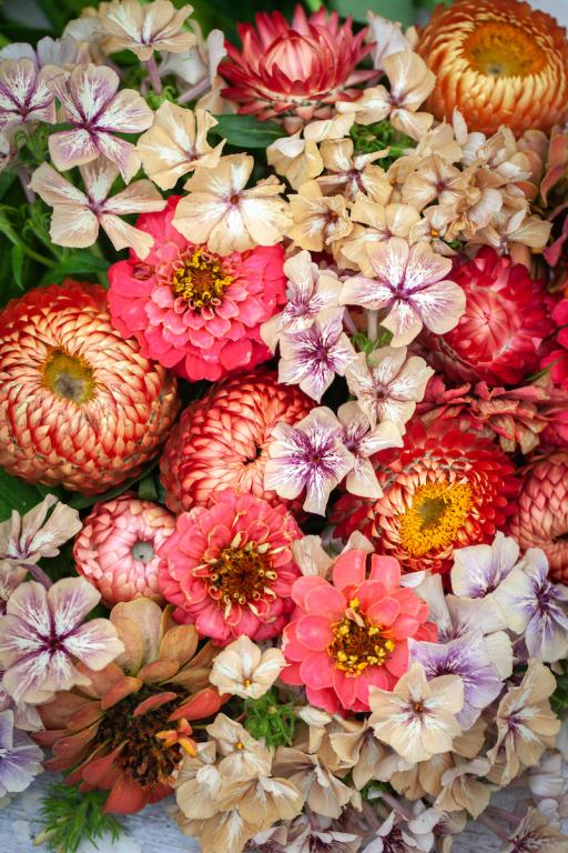 Chiltern Cutting Collections, 'Peach Melba'