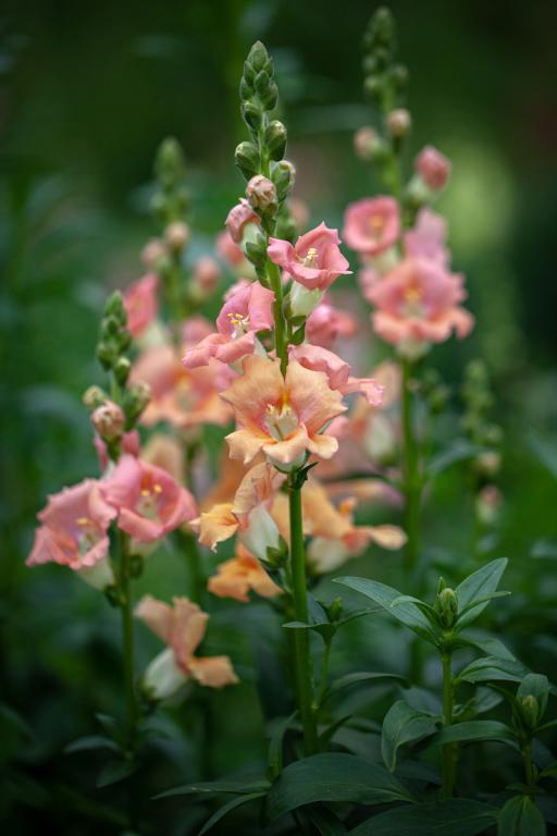 Antirrhinum majus, 'Chantilly Light Salmon', F1 Hybrid