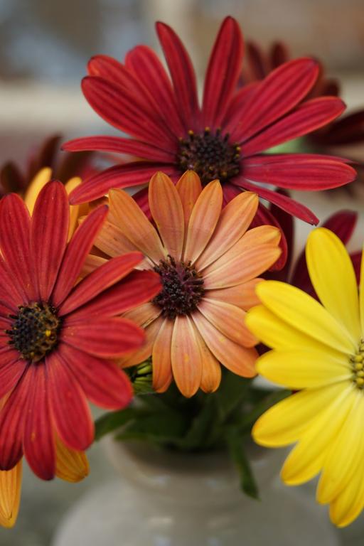 Osteospermum ecklonis, 'Akila Sunset Shades'