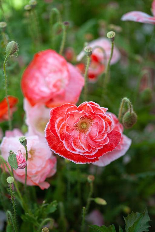 Papaver rhoeas, 'Falling in Love'