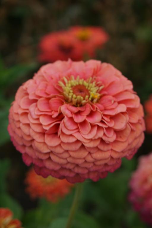 Zinnia elegans, 'Oklahoma Series', 'Oklahoma Salmon'