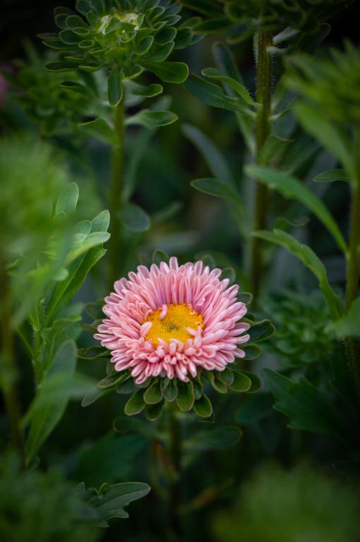 Callistephus chinensis, 'Matsumoto Apricot'