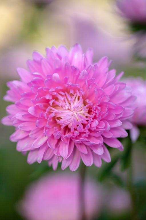 Callistephus chinensis, 'Duchesse Coral Rose'