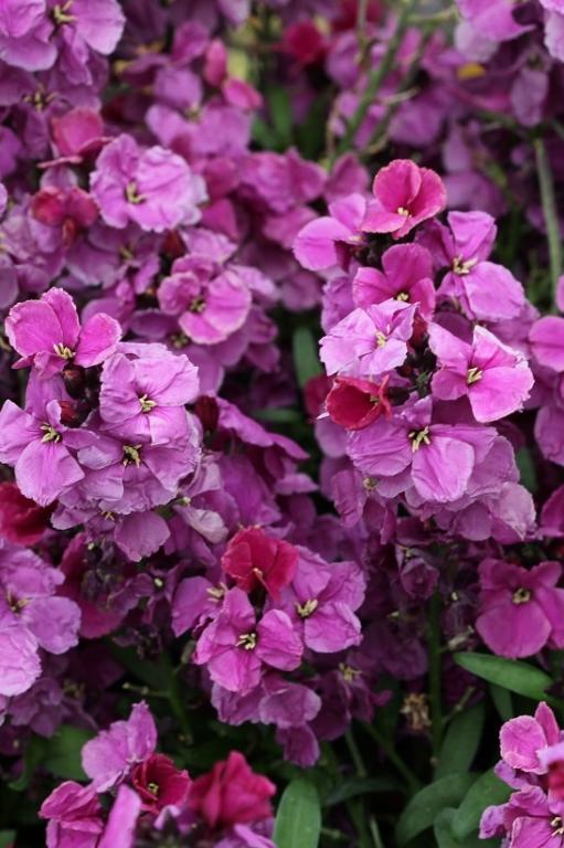 Erysimum cheiri, 'Sugar Rush Purple Bicolor', F1 Hybrid